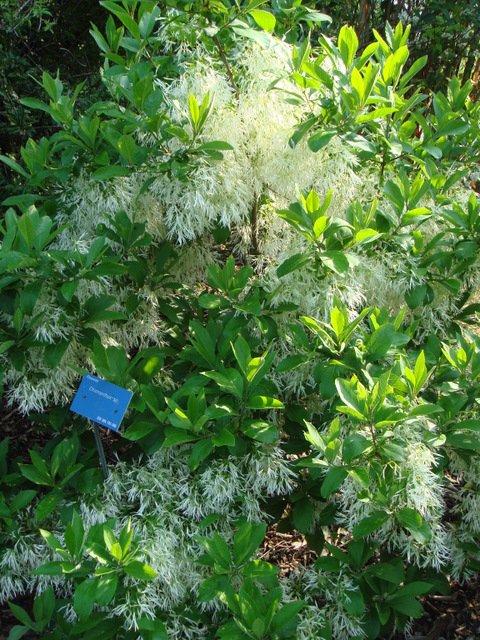 Chionanthus virginicus P2C